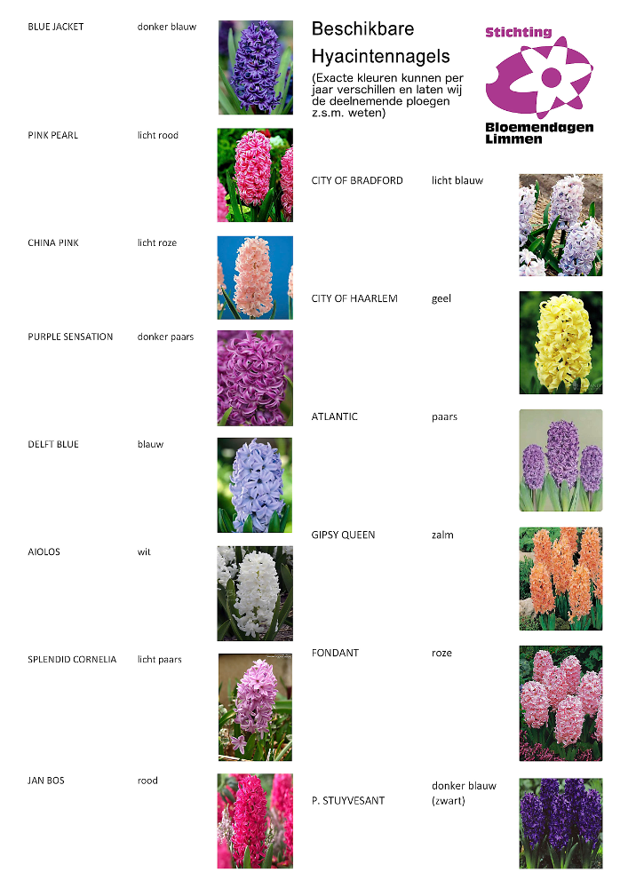 Kleuren Hyacinten